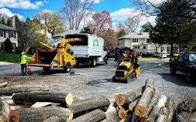 How Our Tree Care Process Works  in  Evendale, OH