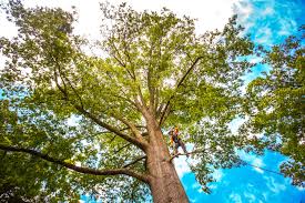 Trusted Evendale, OH  Tree Services Experts